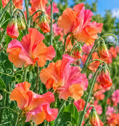 30x sweet pea prince - prince, orange